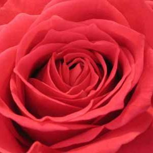 Meet your Posher, Mitra